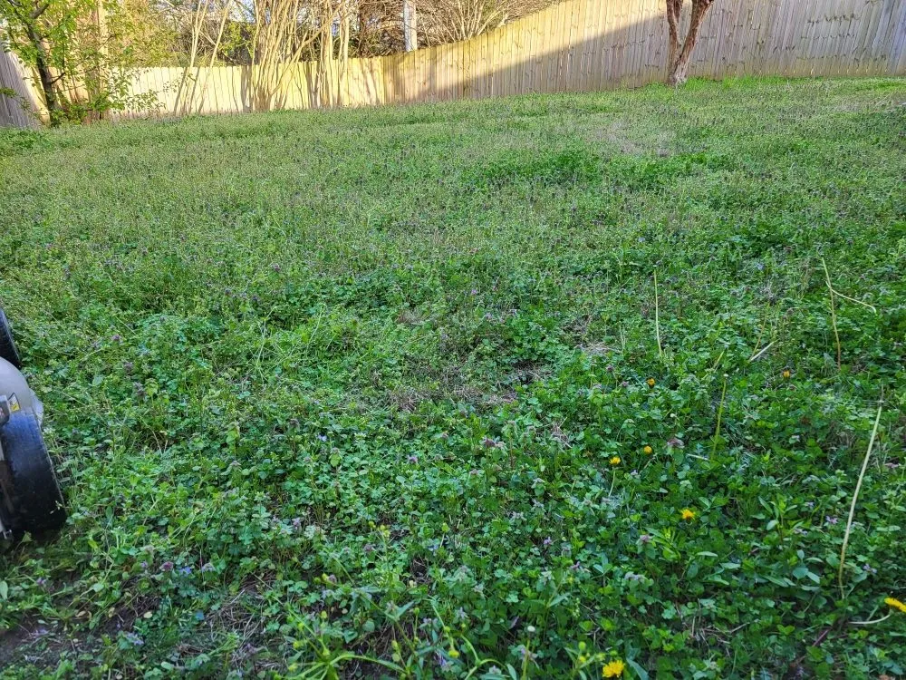 Top-rated lawn mowing service for year-round maintenance across Memphis, TN - Lee's Lawn Services