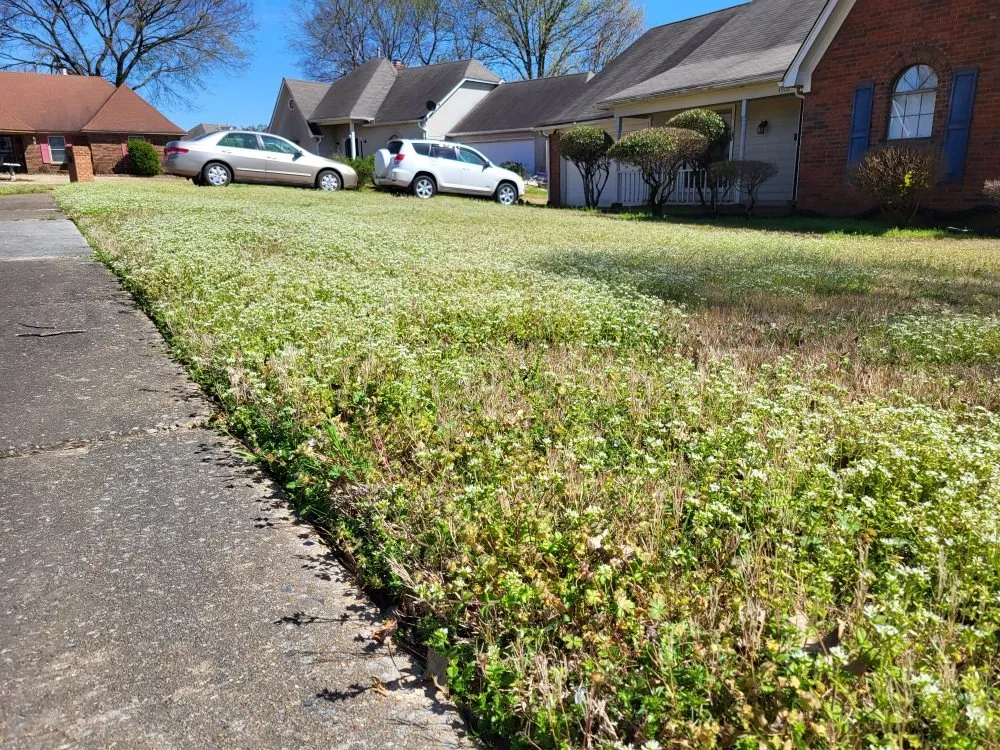 Affordable landscaping services for beautiful yards across Memphis, TN - Lee's Lawn Services