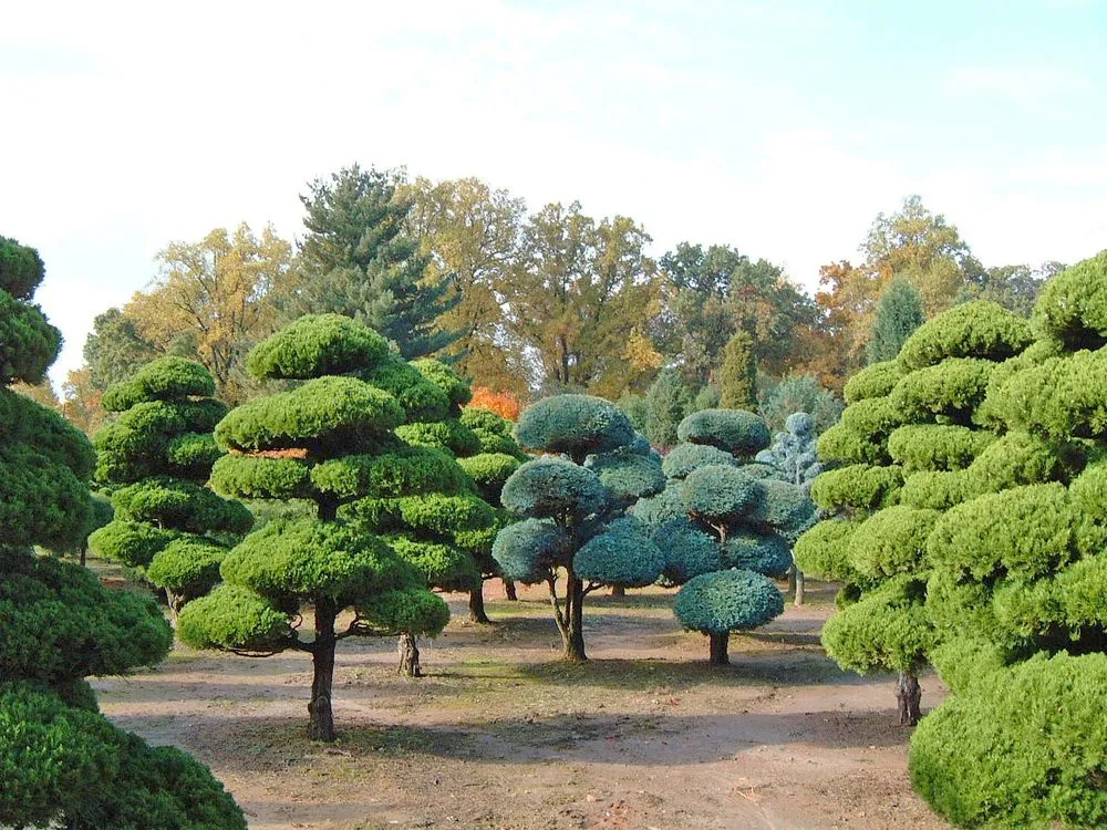 Reliable landscape design experts serving Ashton, MD - Lee's Oriental Landscape Art, LLC
