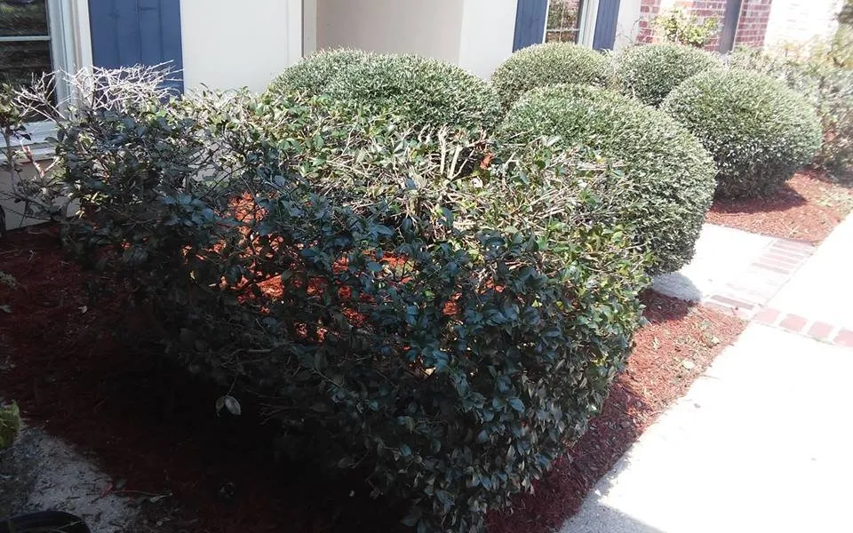 Expert yard maintenance for year-round maintenance in Baton Rouge, LA by Lee's Superior Landscaping