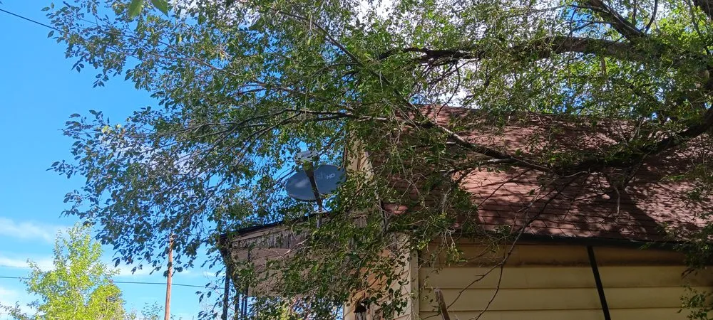 Local yard maintenance experts serving Midland, TX - Lee's Tree's and More