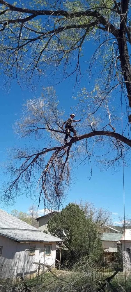 Professional yard maintenance in Midland, TX - Lee's Tree's and More