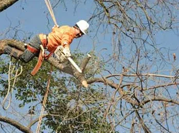 Expert yard maintenance for beautiful yards in Midland, TX by Lee's Tree's and More