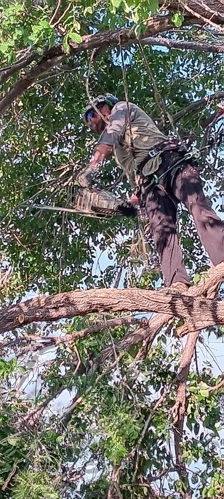 Top-rated residential landscaping in Midland, TX - Lee's Tree's and More