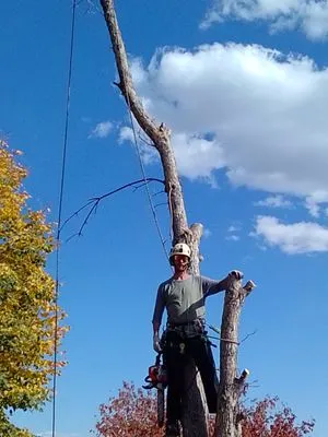 Lee's Tree's and More Logo