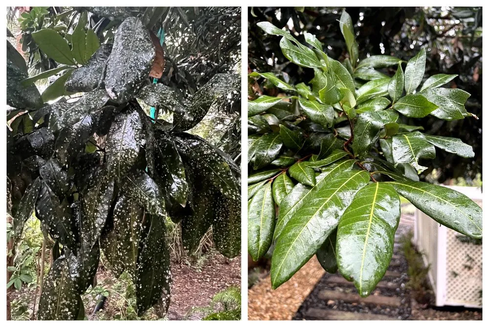 Top-rated garden landscaping with custom design in Sarasota, FL by Left Coast Horticulture