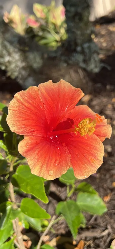 Professional lawn mowing service in Sarasota, FL by Left Coast Horticulture