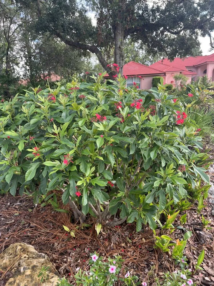 Professional yard cleanup service for year-round maintenance in Sarasota, FL by Left Coast Horticulture