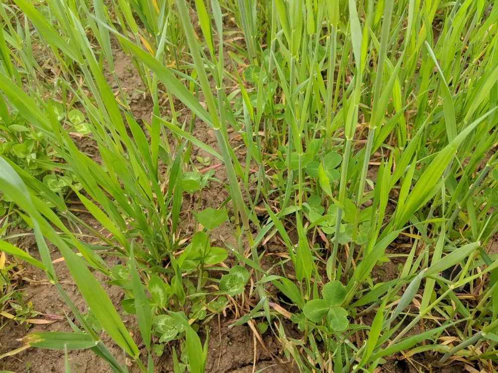 Reliable residential landscaping for homes across Saint Helen, MI - Legacy Food Plots