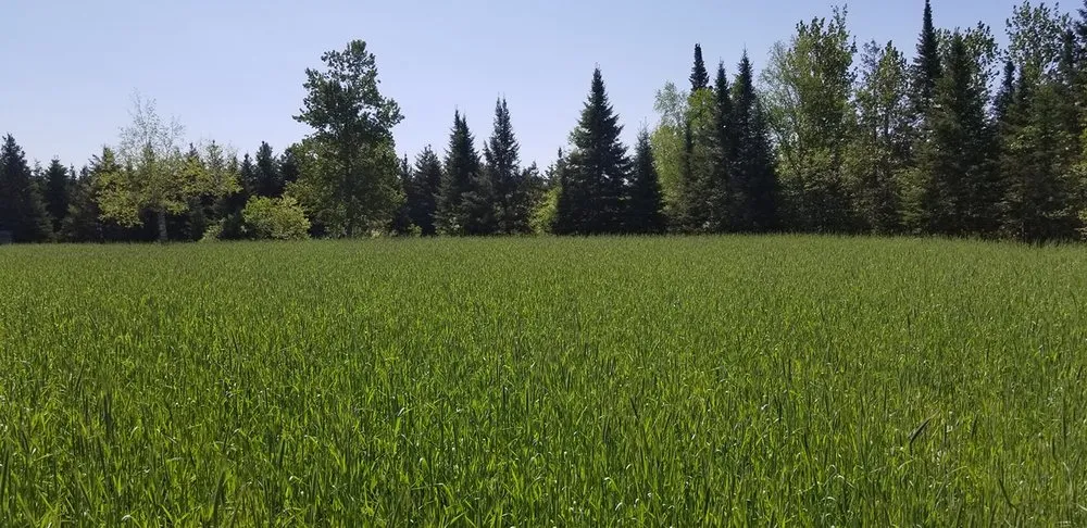 Professional outdoor landscaping with custom design across Saint Helen, MI - Legacy Food Plots