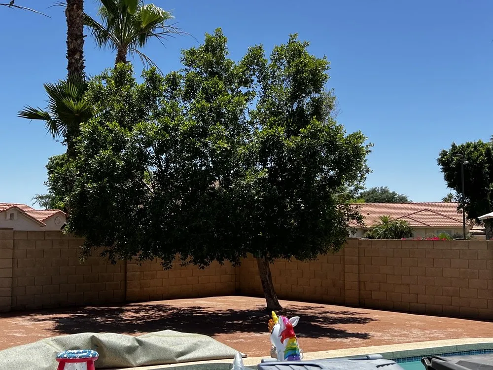 Top-rated lawn care service with custom design across Mesa, AZ - Legacy Green Solutions