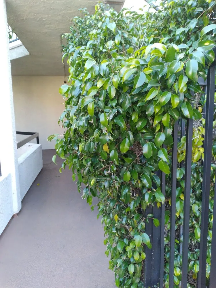 Professional lawn mowing service in Fountain Valley, CA by Legacy Landscape Co.