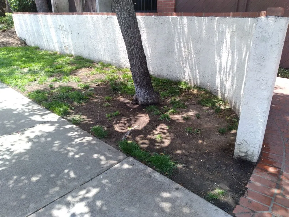 Top-rated yard cleanup service for homes in Fountain Valley, CA by Legacy Landscape Co.