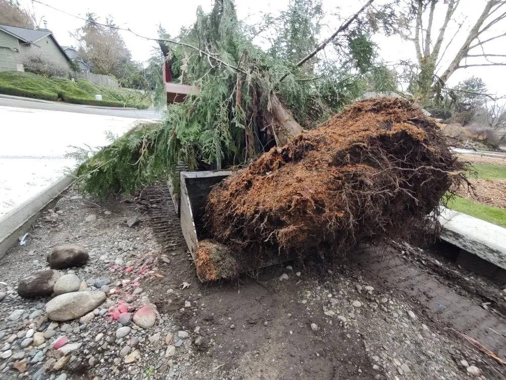 Trusted lawn mowing service experts serving Kenmore, WA - Legacy Landscape Construction And Maintenance