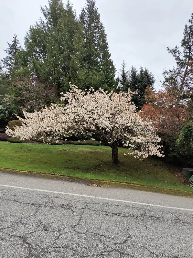 Local garden landscaping for year-round maintenance in Kirkland, WA by Legacy Landscape