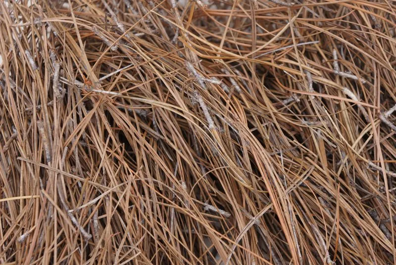 Top-rated landscaping services with custom design in Commerce, GA by Legacy Landscape Supply