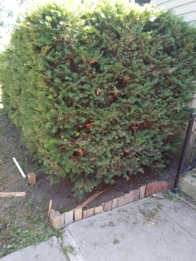 Trusted lawn mowing service for outdoor upgrades in Sedalia, MO by Legacy Lawn