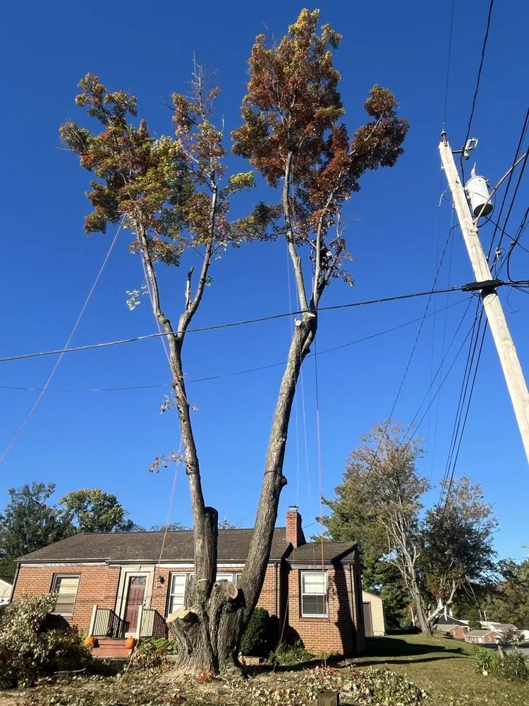 Reliable yard maintenance in Evington, VA by Legacy Tree Expert