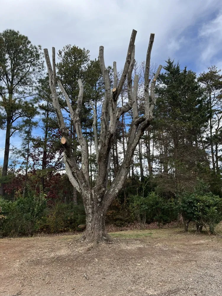 Expert outdoor landscaping experts serving Evington, VA - Legacy Tree Expert