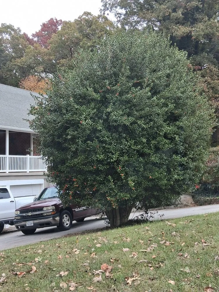 Affordable landscape design in Evington, VA - Legacy Tree Expert