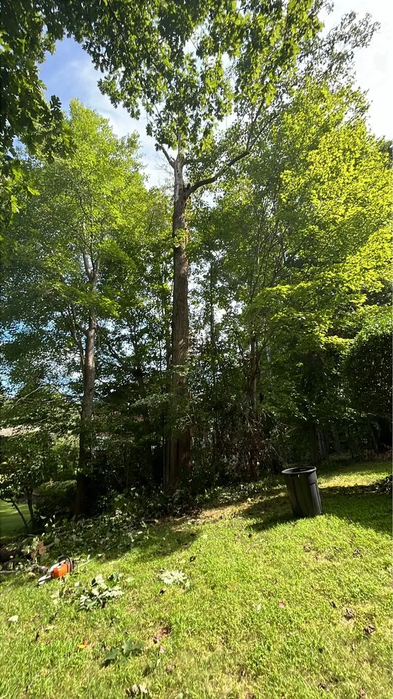 Affordable lawn mowing service experts serving Evington, VA - Legacy Tree Expert