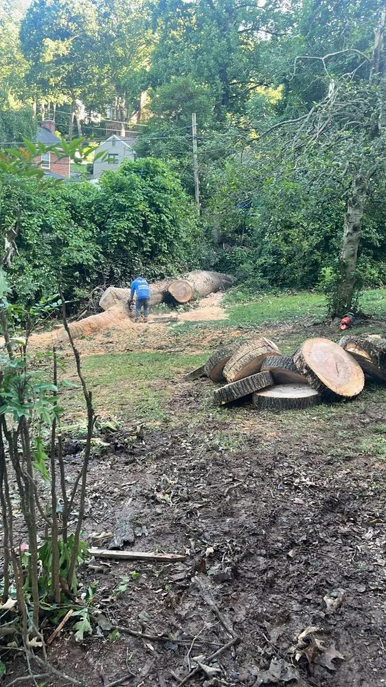 Local yard cleanup service in Evington, VA - Legacy Tree Expert