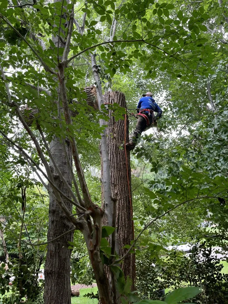 Professional lawn care service for year-round maintenance across Evington, VA - Legacy Tree Expert
