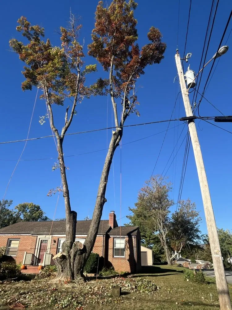 Expert landscape installation near you across Evington, VA - Legacy Tree Expert