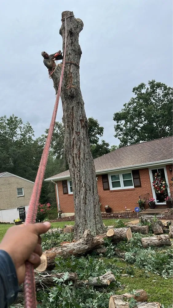 Trusted residential landscaping experts serving Evington, VA - Legacy Tree Expert