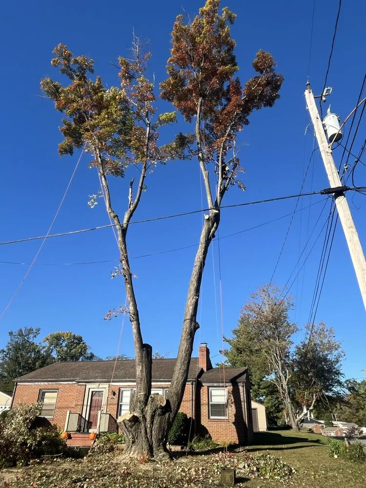 Affordable yard maintenance in Evington, VA by Legacy Tree Expert