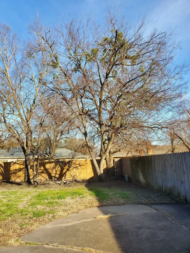 Trusted yard cleanup service in Greenville, TX - Legacy Tree Service