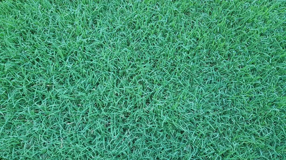 Affordable outdoor landscaping near you across Cartersville, GA - Legacy Turf Farms