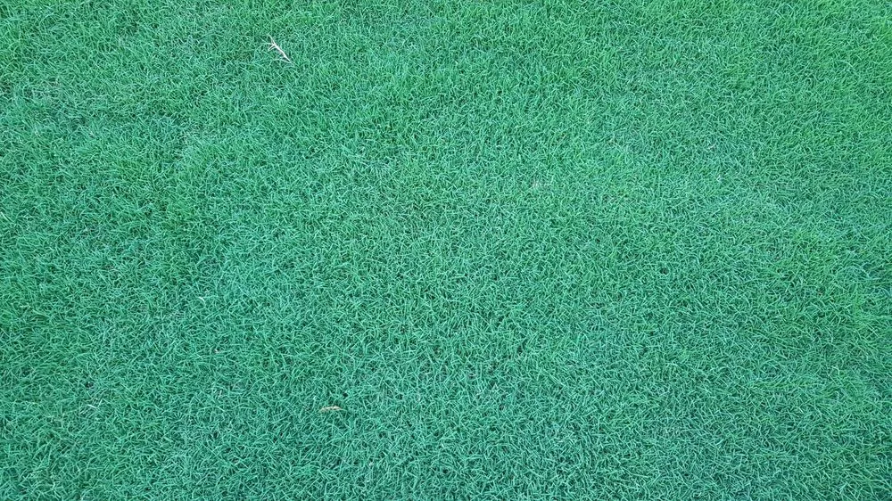 Professional lawn care service in Cartersville, GA - Legacy Turf Farms