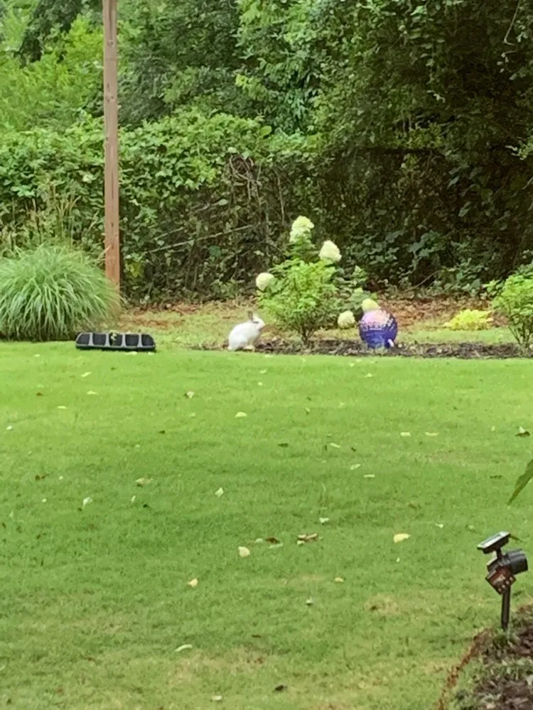 Top-rated garden landscaping for outdoor upgrades across Cartersville, GA - Legacy Turf Farms