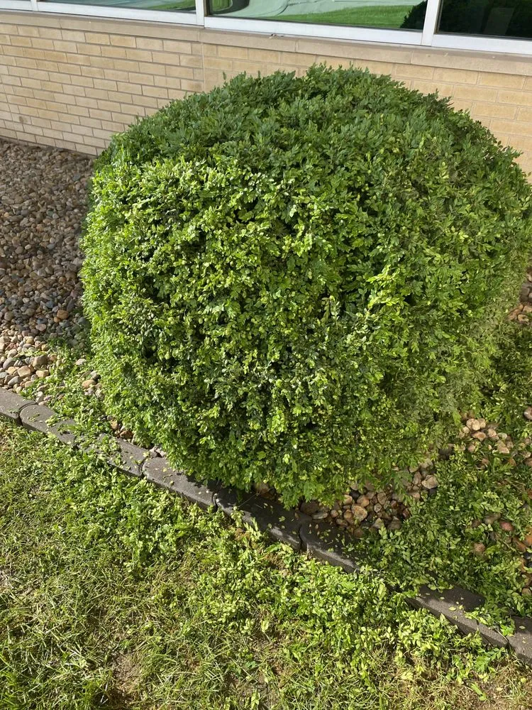 Local yard maintenance in Des Moines, IA by Legacy Yard