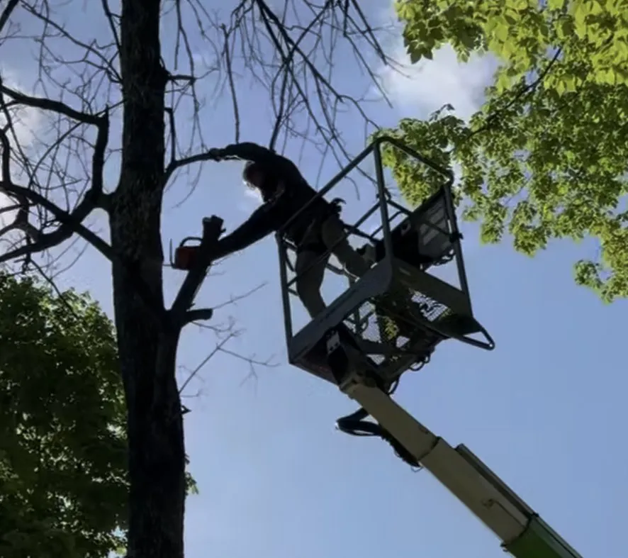 Local landscaping services for homes in Lawndale, NC by LegacyLandandTree