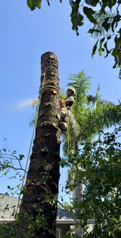 Expert yard cleanup service in Valrico, FL - Legatum Property Professionals