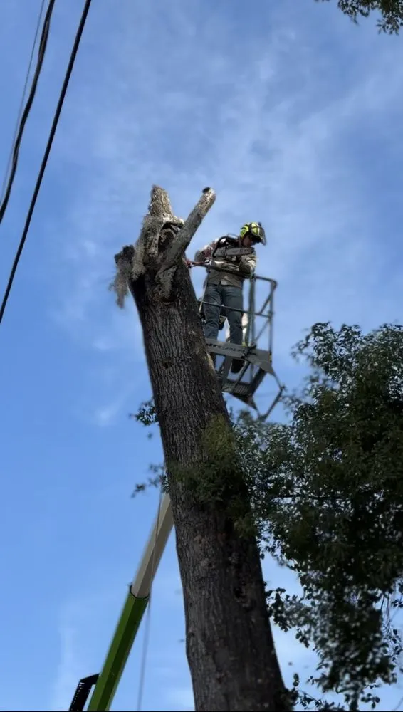 Custom yard maintenance for homes across Valrico, FL - Legatum Property Professionals