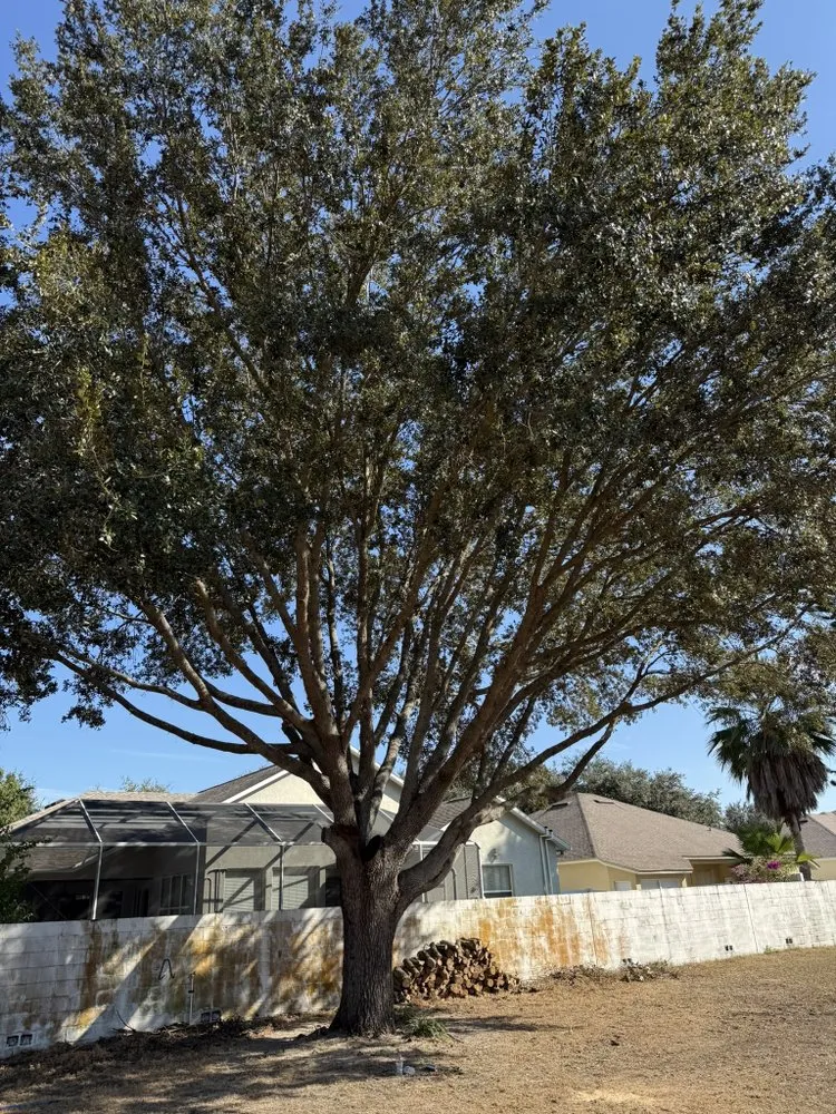 Affordable landscape installation experts serving Valrico, FL - Legatum Property Professionals