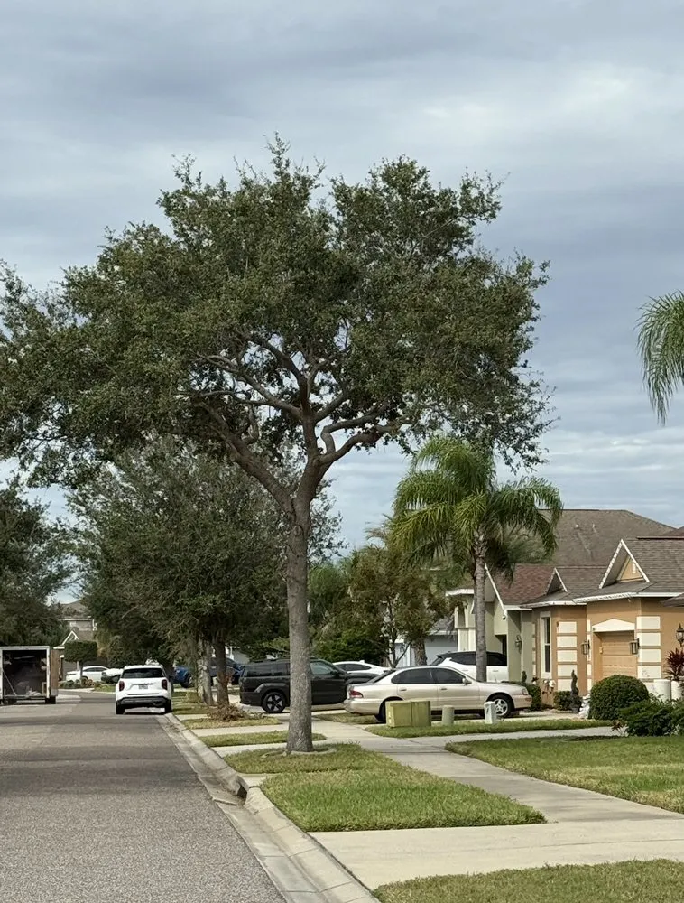 Local residential landscaping in Valrico, FL by Legatum Property Professionals