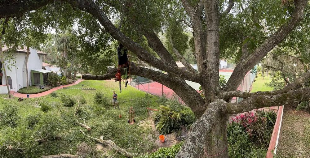 Affordable residential landscaping experts serving Valrico, FL - Legatum Property Professionals