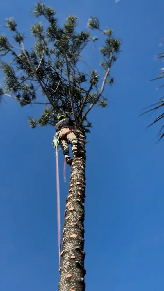 Reliable landscape installation in Valrico, FL - Legatum Property Professionals