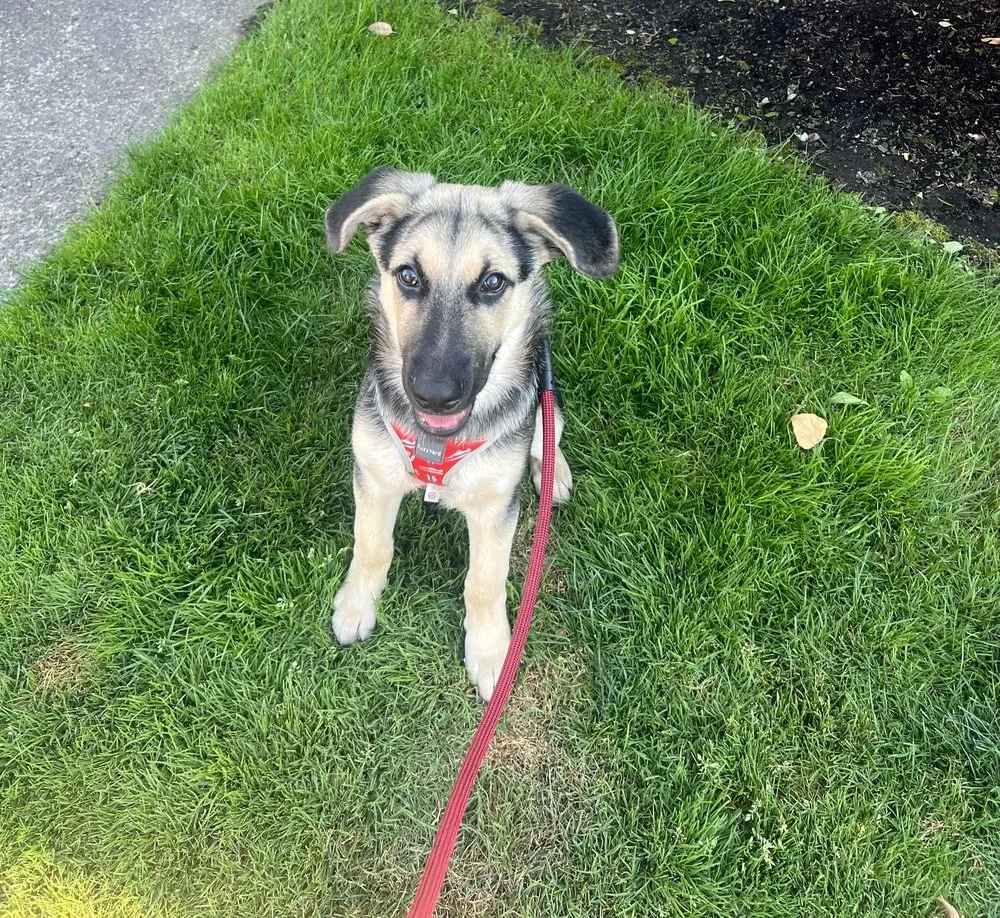 Reliable landscape installation for outdoor upgrades across Vancouver, WA - Legend Landscaping