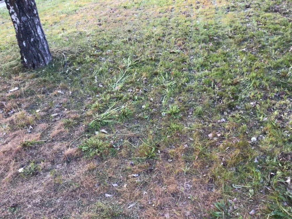 Top-rated yard cleanup service experts serving Airway Heights, WA - Legend Lawn Care