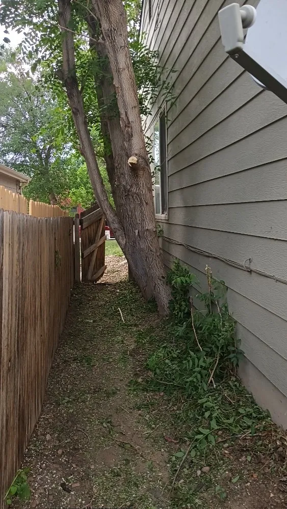 Professional yard maintenance in Denver, CO by Legendary Landscapes