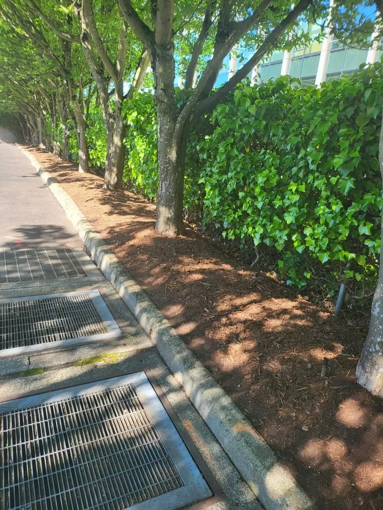 Expert yard maintenance near you in Lynnwood, WA by Legendary Landscaping