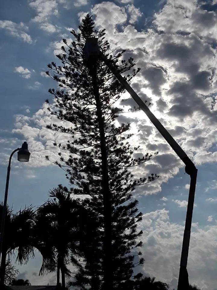 Trusted lawn care service for year-round maintenance in Plantation, FL by Legendary Lawn & Trees