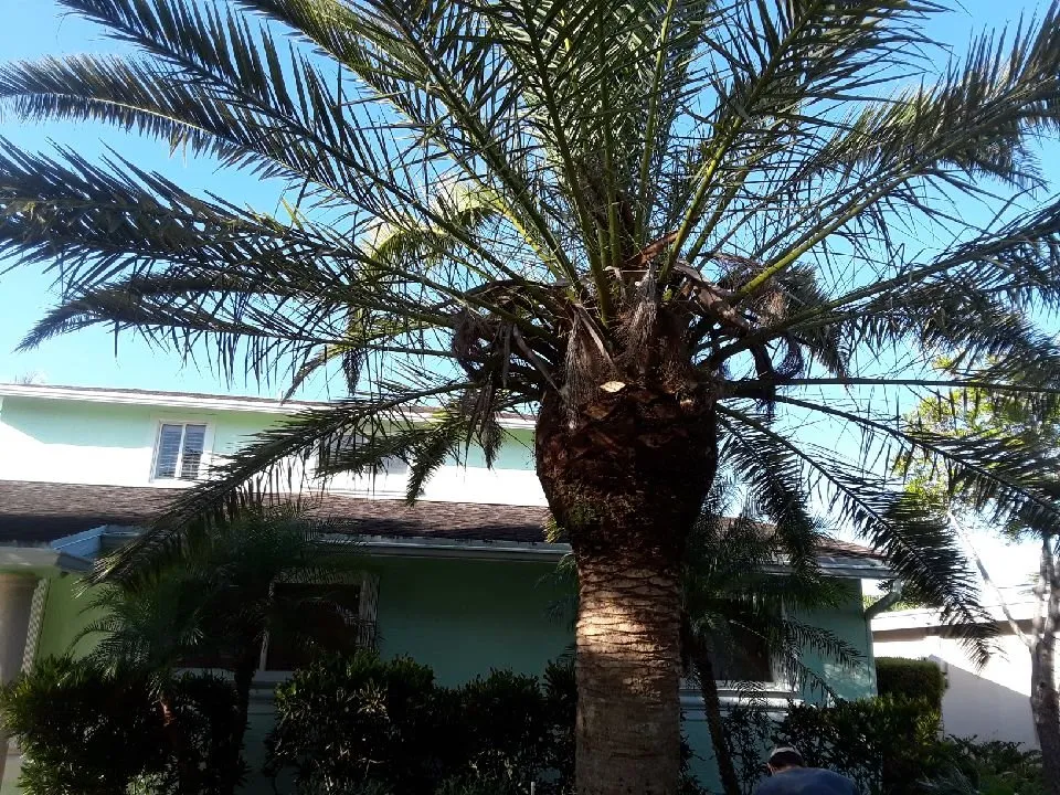 Reliable lawn mowing service for residential properties in Plantation, FL by Legendary Lawn & Trees