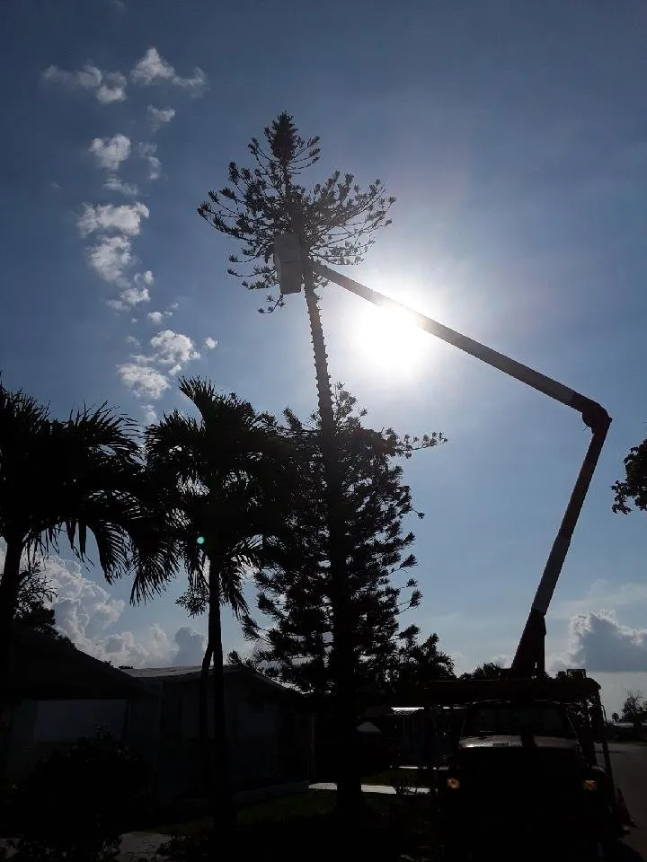 Affordable yard maintenance experts serving Plantation, FL - Legendary Lawn & Trees