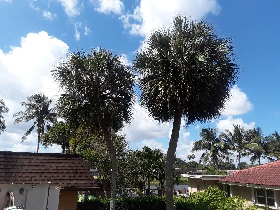 Reliable residential landscaping for homes across Plantation, FL - Legendary Lawn & Trees